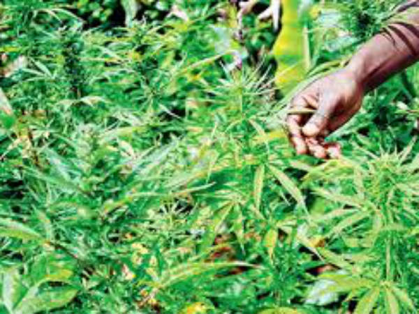 ప్రస్తుతం ఇక్కడే...గంజాయి సాగు