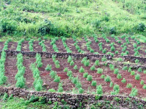 ఎక్కడ చూసినా...గంజాయి వనాలే