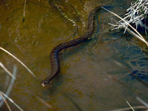  దివిసీమ...పాముల బెడద