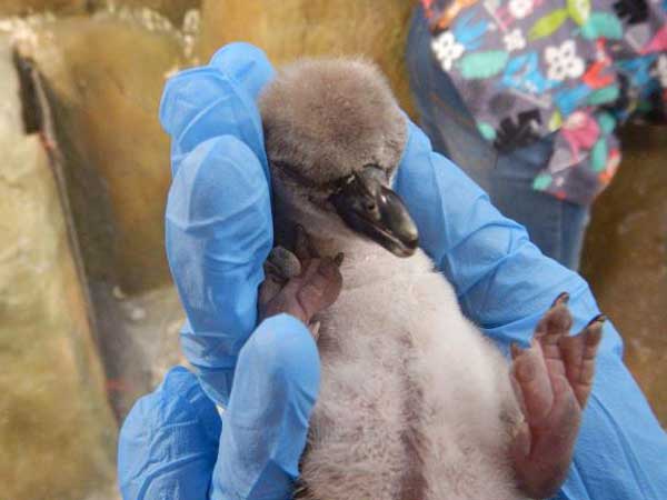 First-ever penguin born in India dies at Mumbai’s Byculla zoo