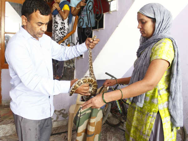 Shocking: Gurugram woman finds five-foot-long python in her kitchen