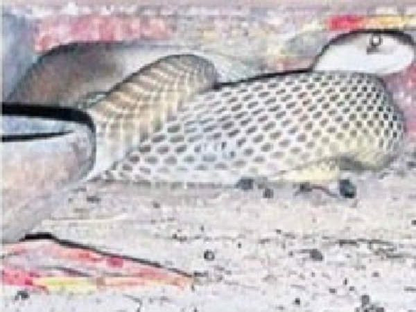 భక్తుల పూజలు...కొనసాగుతున్నాయి భక్తుల పూజలు...కొనసాగుతున్నాయి