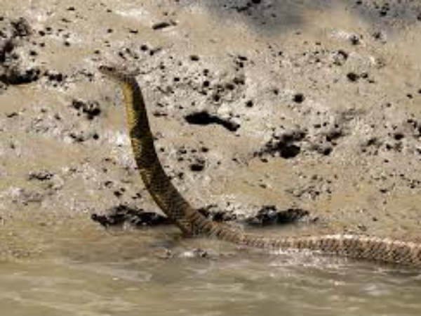  అక్కడ...పాముల భయం...