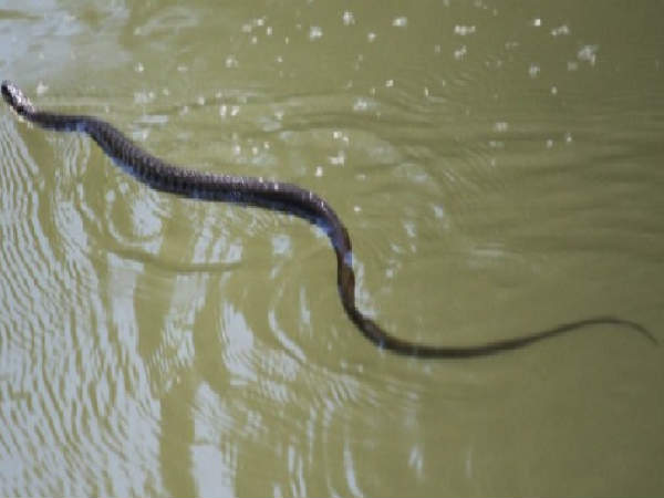  వరద భీభత్సం...పాముల దాడి