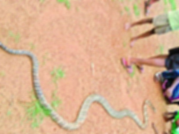 మరోవైపు...అరుదైన పాము హతం