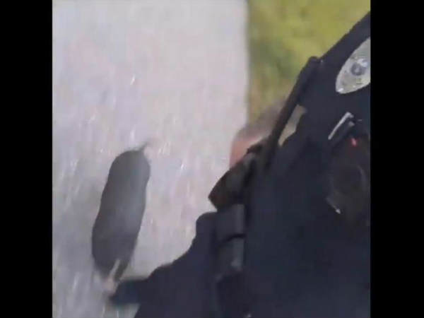 పోలీసు అధికారిని వెంబడించిన పందిపిల్ల