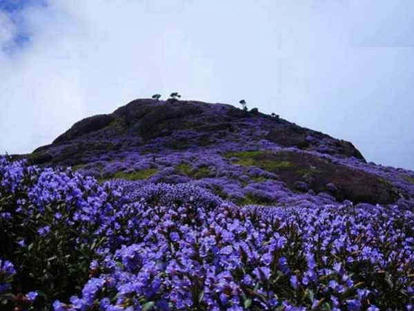 నీలకురింజి పువ్వులు వికసించడంతో చిగురించిన ఆశలు నీలకురింజి పువ్వులు వికసించడంతో చిగురించిన ఆశలు