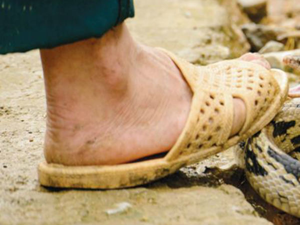 మనుషులకు...పాములకు...బెడద