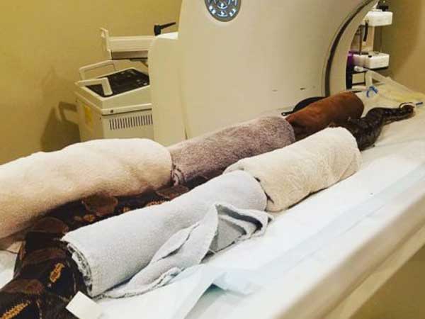  డ్యామేజ్ ఎక్కడైందో తెలుసుకునేందుకు పాముకు స్కానింగ్