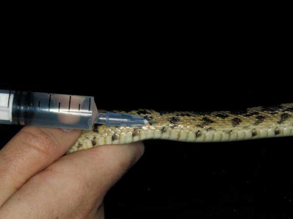 చికిత్సకు స్పందిస్తోన్న పాము...త్వరలో అటవీప్రాంతంలో వదిలేస్తాం