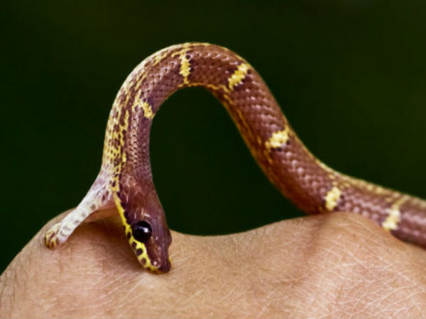 పాములు...కక్ష గట్టినట్లు 