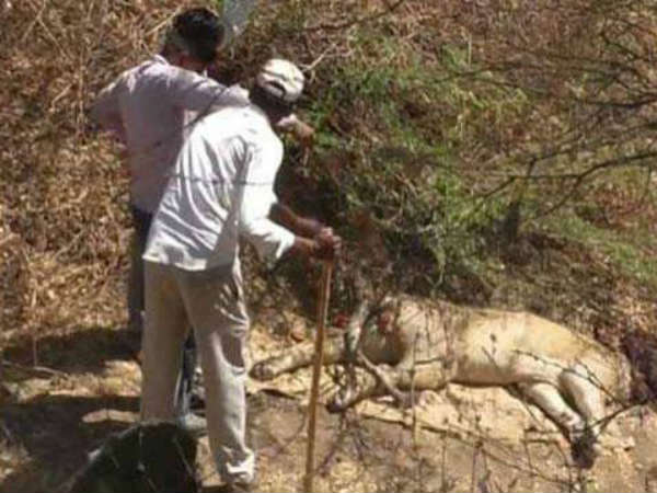 21 Lion Deaths In 18 Days At Gir, Shocker Blamed On Disease, Fights 21 Lion Deaths In 18 Days At Gir, Shocker Blamed On Disease, Fights