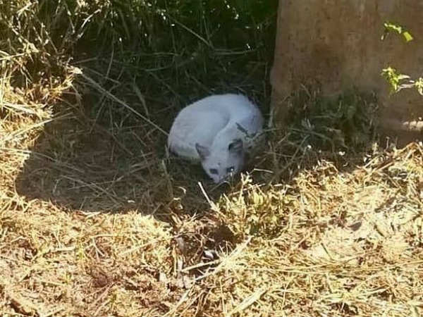 Man arrested for having sex with a pet cat