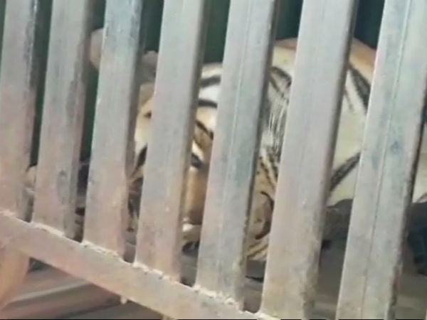 13 మందిని పొట్టనబెట్టుకున్న పులి 13 మందిని పొట్టనబెట్టుకున్న పులి