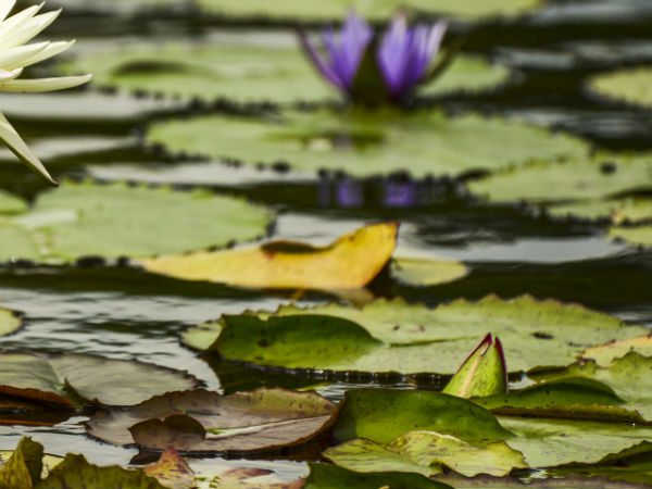 తామరాకుపై నీటిబొట్టు స్థిరంగా ఉండదు