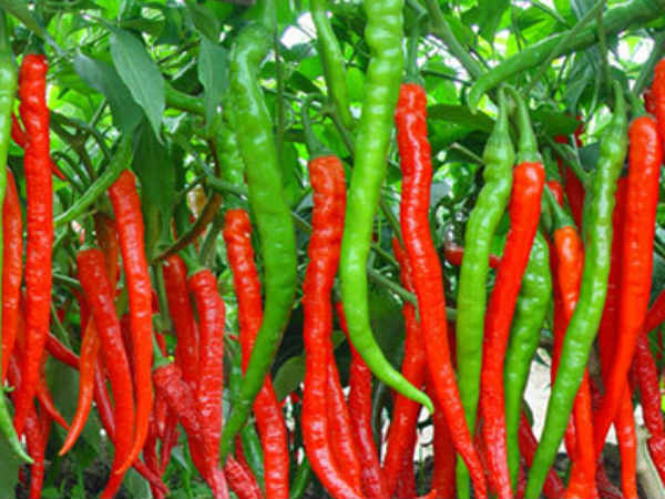 గుంటూరు మిర్చి 