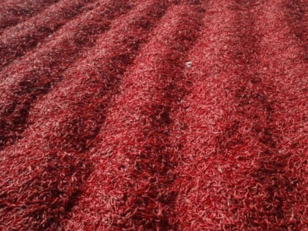 ఎండుమిర్చిని శాంపిళ్లు సేక‌రించ‌గా.