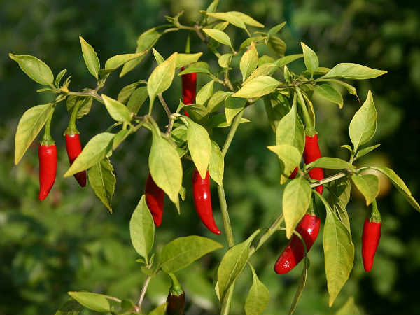 ఎండ‌లో ఉంచిన త‌రువాత‌నే ..