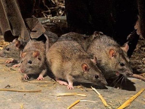  వెయ్యి లీటర్ల మద్యంను ఎలుకలు తాగడం అసాధ్యం: ప్రొఫెసర్