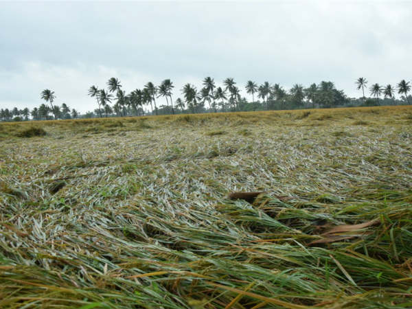 పంట దెబ్బతినడంతో ఆవేదనకు గురై పొలంలోనే మృతి పంట దెబ్బతినడంతో ఆవేదనకు గురై పొలంలోనే మృతి
