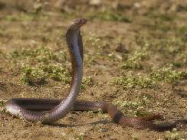 Snake in Mission Bhageeratha pipe ..! Drowning villagers ..!! Snake in Mission Bhageeratha pipe ..! Drowning villagers ..!!