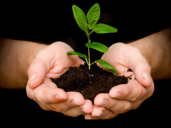 vruksho rakshati rakshitah vruksho rakshati rakshitah