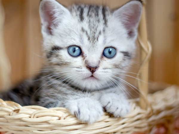 Man caught trying to smuggle 4 kittens at Malaysia Singapore border by hiding them in his pants Man caught trying to smuggle 4 kittens at Malaysia Singapore border by hiding them in his pants