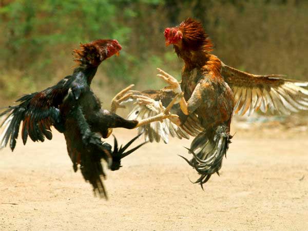 బ‌రిలో తెలంగాణ పుంజులు..కోట్ల‌లో పందేలు