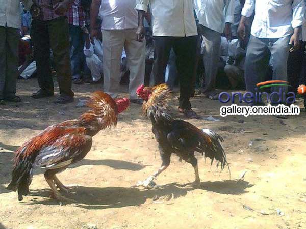 కుక్కుట శాస్త్రం..బ‌రిలో సాంప్ర‌దాయం