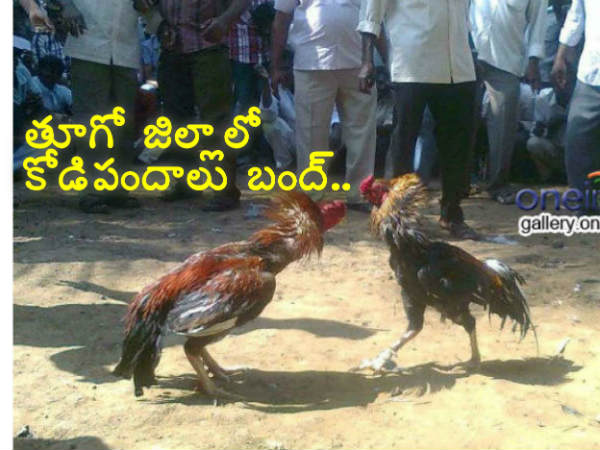 No cock fighting this time..! if any body tried will be punished says police department..!! No cock fighting this time..! if any body tried will be punished says police department..!!