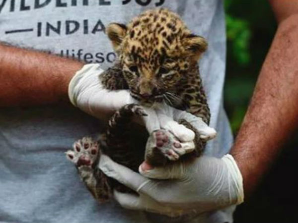 Leopard cub Get into the ATM for avoid cold