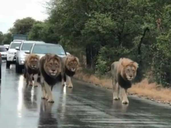  వైరల్‌గా మారిన వీడియో