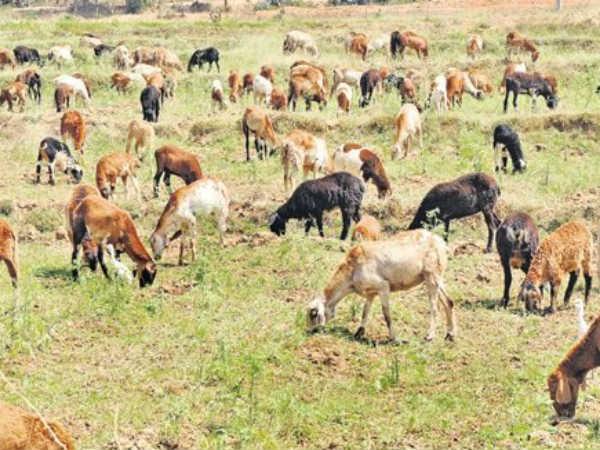 సూర్యాపేట జిల్లాలో ఆంత్రాక్స్ తో 50 గొర్రెలు మృతి