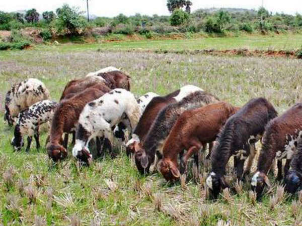 పశుసంవర్ధక శాఖ