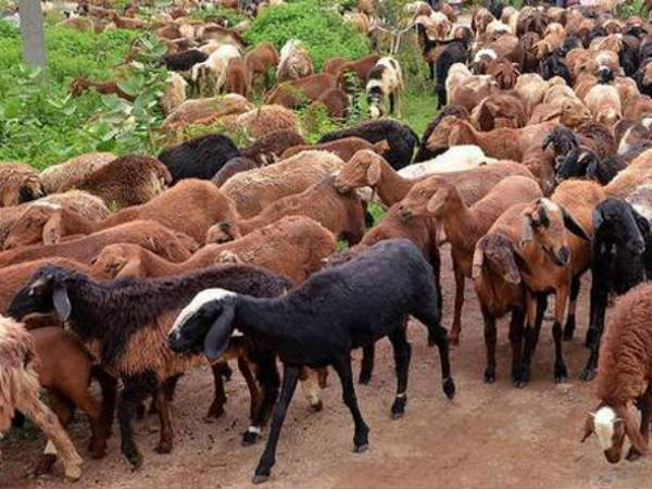 ఆంత్రాక్స్ లక్షణాలు... జాగ్రత్తగా ఉండాలంటున్న వైద్యులు