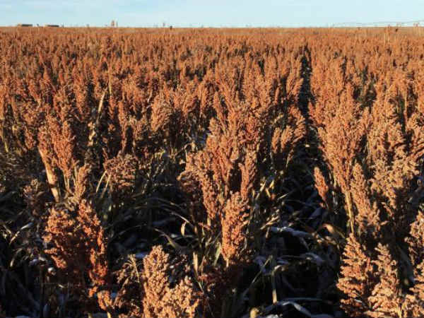 పాదయాత్రను అడ్డుకున్న పోలీసులు.. ఇరవైఒక్క మంది రైతుల పై కేసు నమోదు