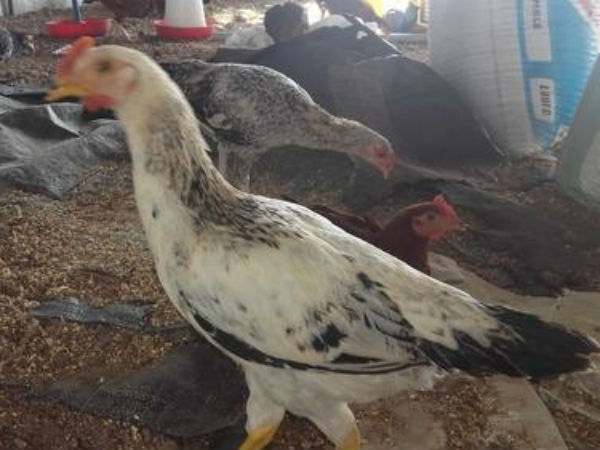 పెరటికోళ్లతో అధిక రాబడి