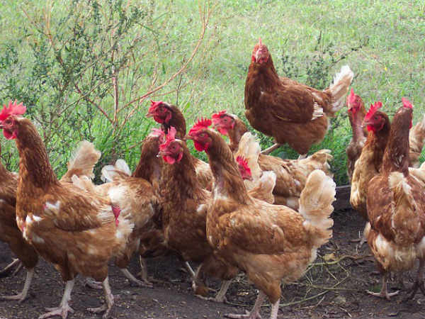  పెట్టుబడి స్వల్పం.. లాభాలు అధికం