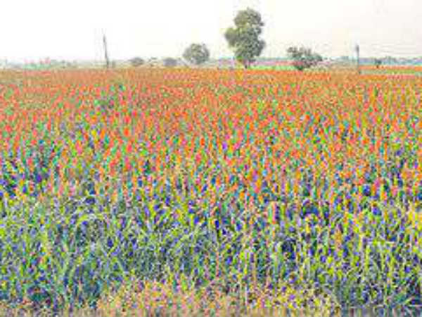  ఎర్రజొన్న ధర తెగ్గొస్తున్న వ్యాపారులు..! ఆందోళ‌న‌లో అన్న‌దాత‌లు..!!