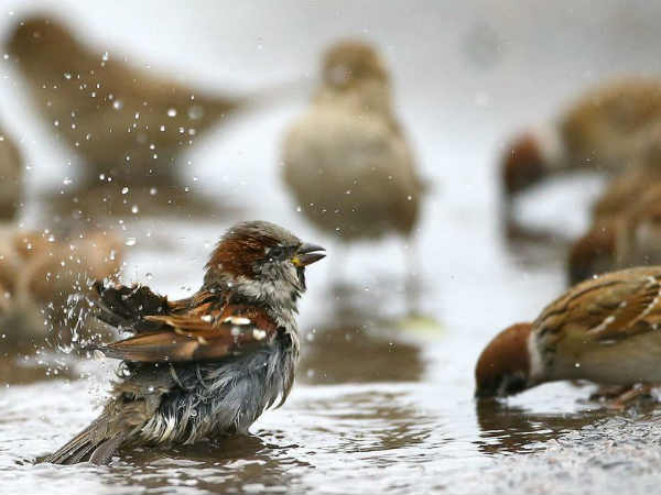 వీలైన చోట‌ పిచ్చుక‌లకు ఆశ్ర‌యం క‌ల్పించాలి..! కిచ‌కిచ‌ల‌ను తిరిగి తెచ్చుకోవాలి..!!