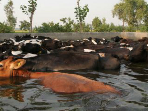 వన్యప్రాణులు విలవిల..! దాహంతో జనారణ్యంలోకి పరుగులు...!!
