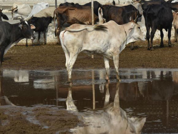  రాత్రుల్లో నీటికోసం..! ట్రాక్టర్ల ద్వారా సాసర్‌పిట్‌లల్లోకి నీటితరలింపు..!!
