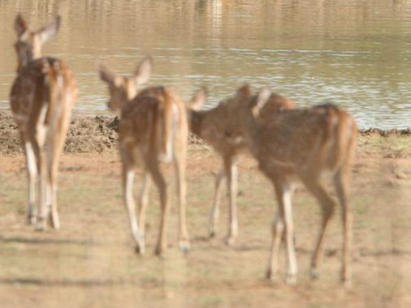  వన్యప్రాణుల దాహార్తికి ప్రత్యామ్నాయ చర్యలు..! శేషాచలంలో సాసర్‌పిట్‌లో నీటిని నింపిన అటవీశాఖ..!!