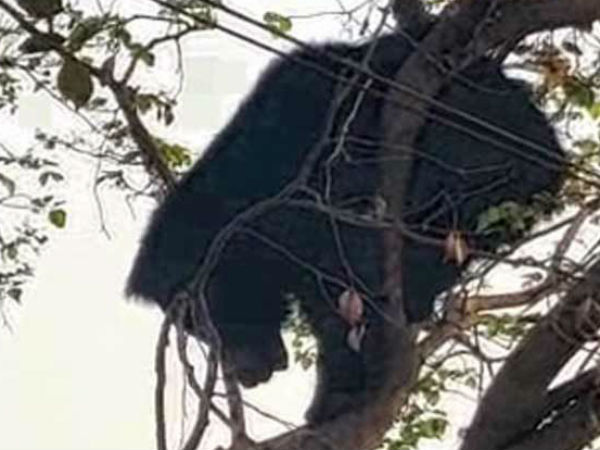 నాలుగు మత్తు ఇంజక్షన్స్ ఇస్తే గానీ పట్టుబడని ఎలుగుబంటి 