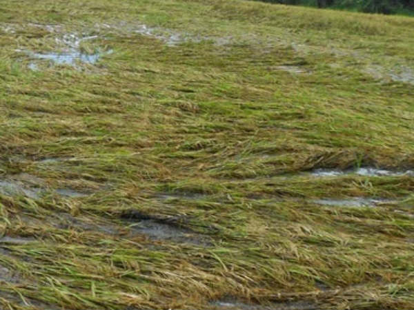 రాష్ట్రవ్యాప్తంగా అకాల వర్షాలు..! పంటలన్నీ నేలమట్టం..!!