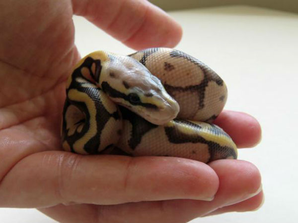 వీవీ ప్యాట్‌లో దర్శనమిచ్చిన పాము