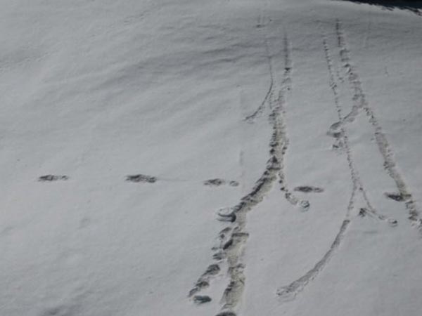 యతి మనుగడపై మళ్లీ చర్చ