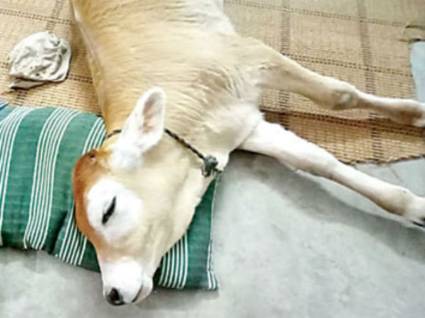 మ్యూజిక్ సెన్స్ కూడా..!