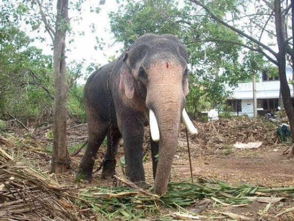 షరతులతో ఉత్సవాలకు అనుమతించిన కేరళ ప్రభుత్వం షరతులతో ఉత్సవాలకు అనుమతించిన కేరళ ప్రభుత్వం