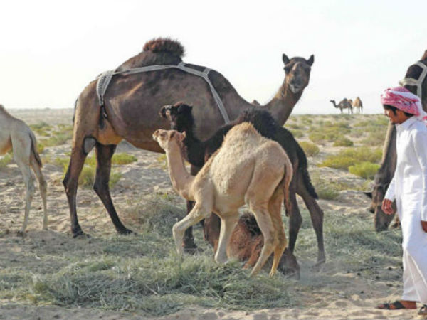  ఏజెంట్ల మోసం.. షేక్‌ల అరాచకం